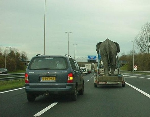 Elefant auf anhaenger auf autobahn