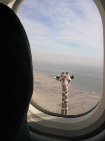 Giraffe im flugzeug