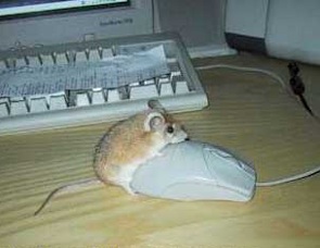 Maus liebt computermaus
