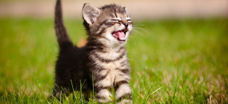 Baby katze wiese 780x356