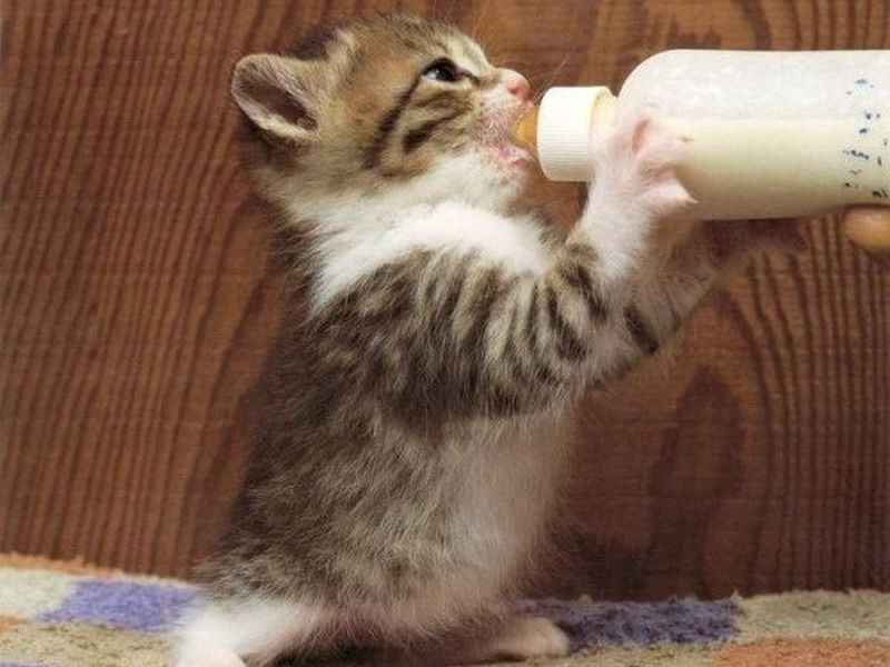 Katze milchflasche2